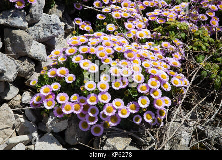 Strand aster Seaside Daisy oder berufskraut - Erigeron glaucus unter abgebaut Portland Steinblöcke auf Portland Bill in Dorset UK wachsende Stockfoto