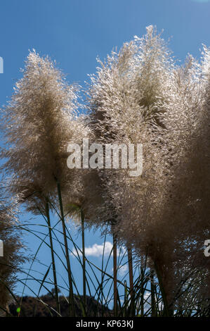 Cortaderia selloana, die gemeinhin als Pampas Gras bekannt: blühende Pflanze im südlichen Südamerika, deren Blütenstände wie Federn aussehen Stockfoto