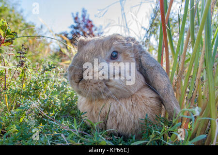 Ein Hauskaninchen sitzen im Garten Stockfoto