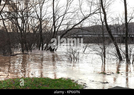 Der Fluss nach dem Unwetter kam aus der Banken. Überschwemmung Ufer, Bäume nach Hochwasser Stockfoto