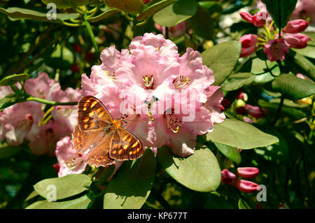 Rhododendron Weihnachtsatmosphäre Blumen mit einer Wand braun butterfly Lateinischer Name Lasiommata megera Stockfoto