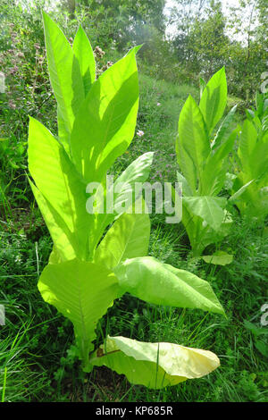 TABAK-PLANTAGE Stockfoto