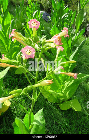 TABAK-PLANTAGE Stockfoto