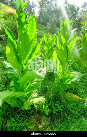 TABAK-PLANTAGE Stockfoto