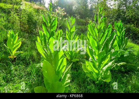 TABAK-PLANTAGE Stockfoto