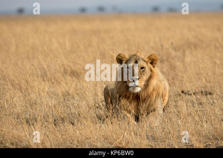 Serengeti National Park. Afrikanischer Löwe (Panthera leo). Tansania. Stockfoto