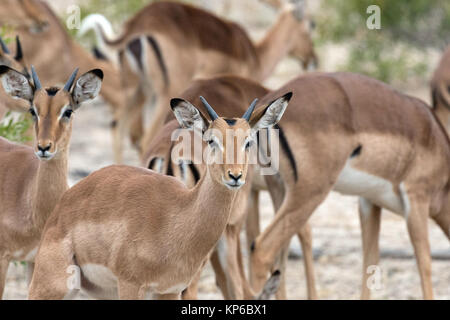 Krüger National Park. Impalas (Aepyceros melampus). Südafrika. Stockfoto