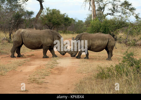 Krüger National Park. Weiße Nashörner (Rhinocerotidae)) Paar. Südafrika. Stockfoto