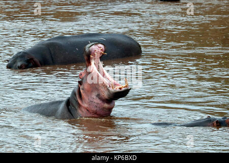 Hippopotamus amphibius (Hippopatamus) in Wasser mit mouh weit geöffnet. Masai Mara Game Reserve. Kenia. Stockfoto