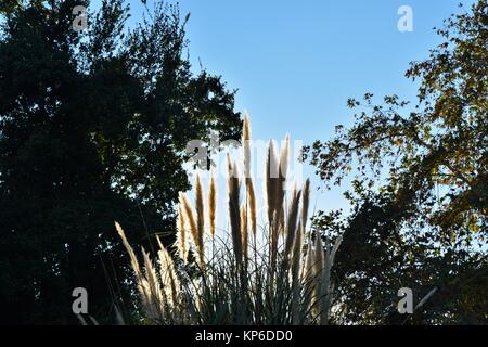 Sonne hinter Feder Gras mit Silhouette Bäume Stockfoto