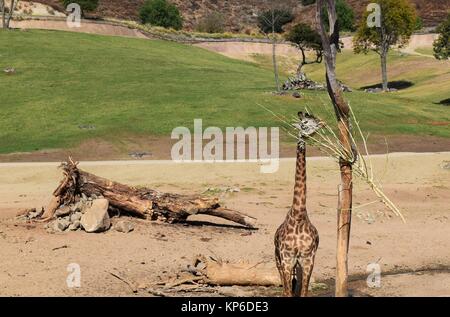 Giraffe Essen vom Baum an der San Diego Zoo Safari Park in Kalifornien Stockfoto