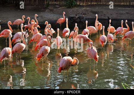 Scharen von Flamingos im Sonnenschein an der San Diego Zoo Safari Park in Kalifornien. Stockfoto