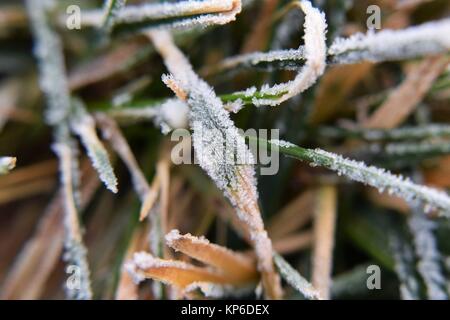 Nahaufnahme der Morgen Frost auf grashalme Stockfoto