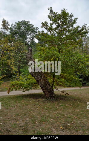 Schönen herbstlichen Wald mit ehrwürdigen Nadel- und Laubbäume, in National Monument der Landschaftsarchitektur Park Museum Vrana entfernt Stockfoto