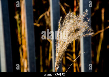 Pampas Gras wächst an einem Zaun in Yamato, Japan. Stockfoto