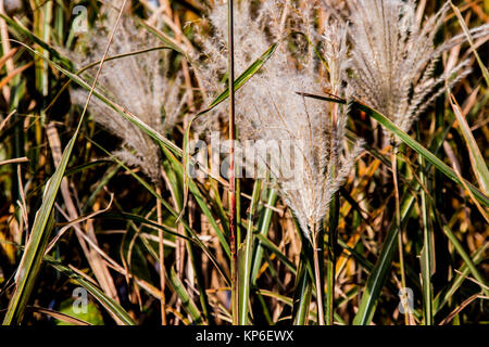 Pampas Gras wächst eine Autobahn entlang in Yamato, Japan im Herbst. Stockfoto