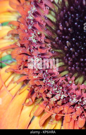 Staubblatt Blütenpollen gerbera Blume abstrakt Hintergrund Makro Stockfoto