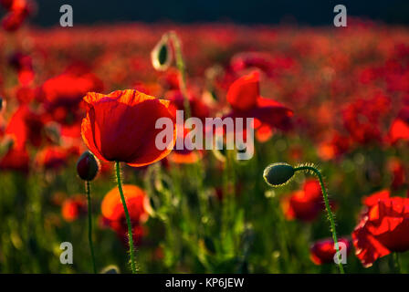Mohn Blumen hautnah im Feld. schönen Sommer-Hintergrund Stockfoto