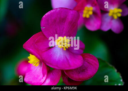 Eine Makroaufnahme eines Clusters von kleinen, rosa Begonia Blumen auf einem November Nachmittag Stockfoto