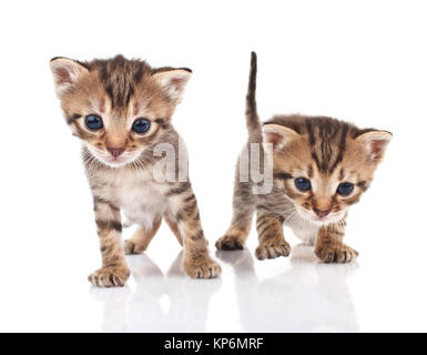 Tabby Kitten Stockfoto