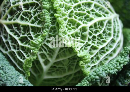 Savoy Cabbage Supernahrung hautnah. Ansicht von oben Stockfoto