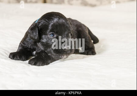 Kleine Puppi Rasse Zwergschnauzer Stockfoto