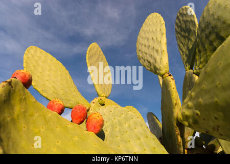 Blühende Kalifornien Opuntia Kakteen gemeinsamen westlichen Cactus Feigenkaktus Stockfoto