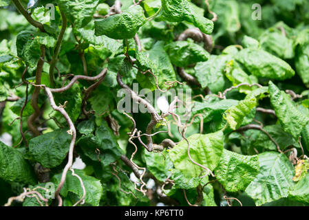 Gemeinsame Hasel Corylus Avellana verdreht oder Zweige und Blätter close-up Stockfoto