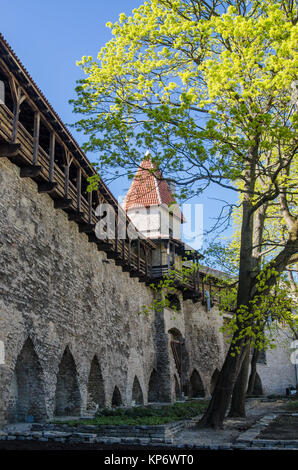 Dänische König Garten in Tallinn, Frühling anzeigen Stockfoto