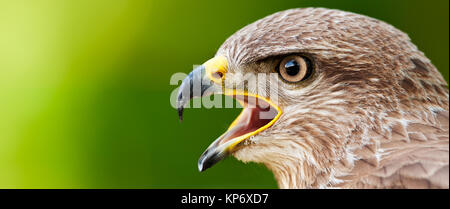 Mäusebussard (Buteo buteo). Auch bekannt als: Europäische Bussard, Bussard, Wüste Bussard (Japonicus), Eurasischen Bussard, Steppe Bussard (Vulpinus) Stockfoto