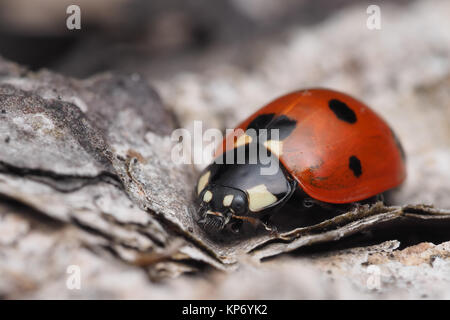 7 Punkt Marienkäfer (Coccinella septempunctata) tief unten auf getrocknete Blätter im Wald. Dundrum, Tipperary, Irland. Stockfoto