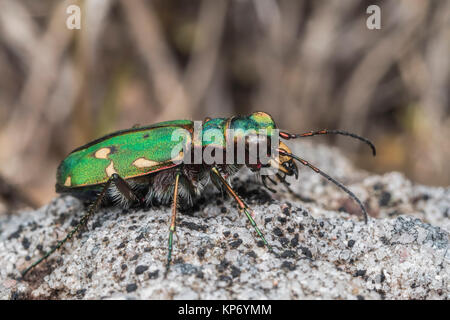 Green Tiger Beetle (Cicindela campestris) ruht auf einem felsigen Weg in den Wald. Cahir, Tipperary, Irland. Stockfoto