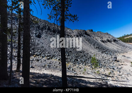 Lodgepole Kiefern, Pinus contorta, am Ende des Großen Obsidian Flow in Newberry National Volcanic Monument, Central Oregon, USA Stockfoto