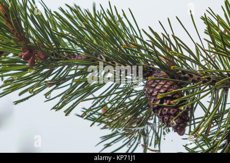 Lodgepole Kiefern, Pinus contorta, Nadeln und Kegel in Newberry National Volcanic Monument, Central Oregon, USA Stockfoto