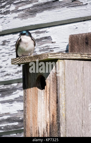 Baum Schlucken über dem Nistkasten an Nisqually National Wildlife Refuge, Nisqually, Washington, USA Stockfoto