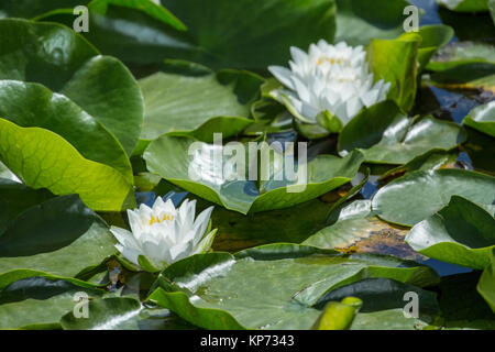 Seerosen blühen an Juanita Bay Park, Kirkland, Washington, USA Stockfoto