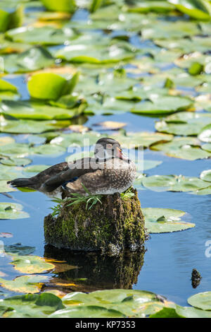 Weibliche Holz Ente thront auf einem Baumstumpf zu den Seerosen an Juanita Bay Park, Kirkland, Washington, USA Stockfoto