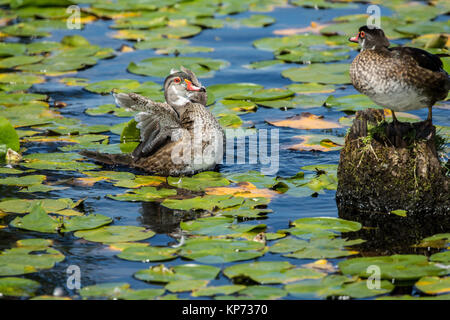 Weibliche Holz Enten baden und thront auf einem Baumstumpf zu den lilypads an Juanita Bay Park, Kirkland, Washington, USA Stockfoto