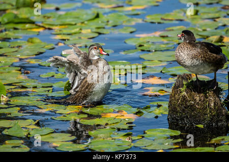 Weibliche Holz Enten baden und thront auf einem Baumstumpf zu den lilypads an Juanita Bay Park, Kirkland, Washington, USA Stockfoto