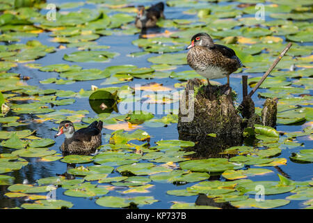 Weibliche Holz Enten schwimmen und auf einem Baumstumpf zu den lilypads an Juanita Bay Park, Kirkland, Washington, USA gehockt Stockfoto