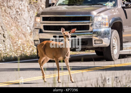 Schwarz-tailed oder Hirsch doe Überqueren der Autobahn vor einem Lkw in Olympic National Park, Washington, USA Stockfoto