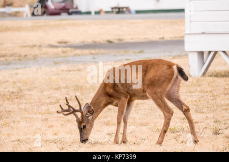 Männlichen Maultier oder Black-tailed deer in der Wohngegend von Fort Nordworden State Park, Port Townsend, Washington, USA Stockfoto