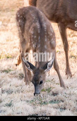 Doe und fawn Maultier oder Black-tailed deer Beweidung auf der Frost bedeckte Gras in der Wohngegend von Fort Nordworden State Park, Port Townsend, Washington Stockfoto