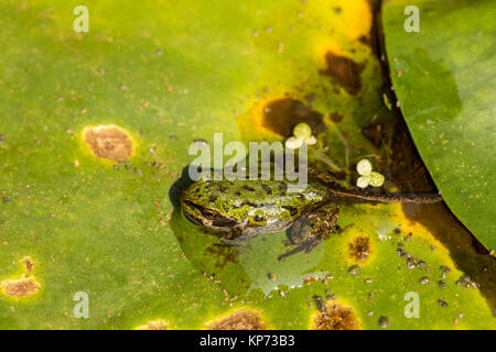 Pacific Tree Frog oder Pacific Chorus Frosch (Pseudacris regilla) in der Kaulquappe mit vier Beinen Stadium, ruht auf einer Seerose Pad in einem Teich in Issaquah, Stockfoto