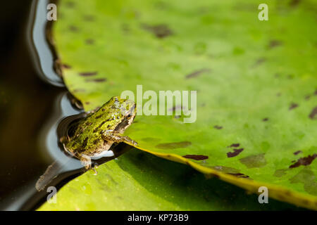 Pacific Tree Frog oder Pacific Chorus Frosch (Pseudacris regilla) in der Kaulquappe mit vier Beinen Stadium, ruht auf einer Seerose Pad in einem Teich in Issaquah, Stockfoto