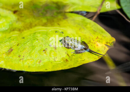 Pacific Tree Frog oder Pacific Chorus Frosch (Pseudacris regilla) in der Kaulquappe mit vier Beinen Stadium, ruht auf einer Seerose Pad in einem Teich in Issaquah, Stockfoto