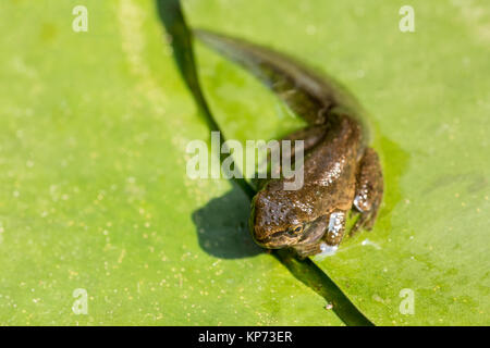 Pacific Tree Frog oder Pacific Chorus Frosch (Pseudacris regilla) in der Kaulquappe mit vier Beinen Stadium, ruht auf einer Seerose Pad in einem Teich in Issaquah, Stockfoto