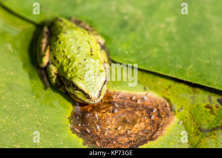 Voll Pacific Tree Frog oder Pacific Chorus Frosch (Pseudacris regilla) in einem Teich in Issaquah, Washington, USA. Die Pacific Chorus Frosch kann Dist. Stockfoto