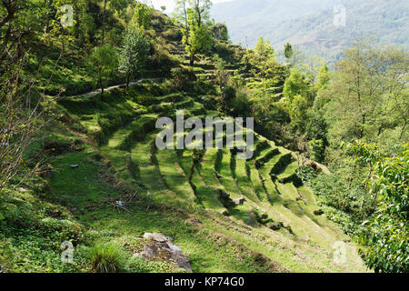 Terrassenförmig angelegte landwirtschaftliche Felder in der Nähe von Nayapul, Annapurna region, Nepal. Stockfoto