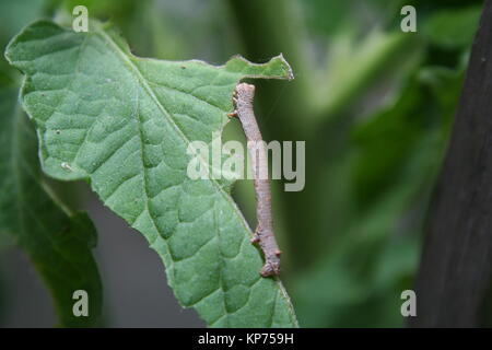 Gepfeffert Motte Biston betularia ''' Caterpillar Stockfoto